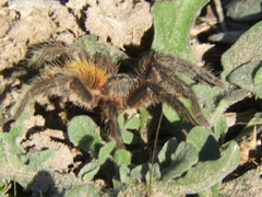 Plesiopelma longisternale
