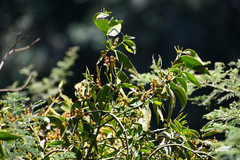 Phoradendron nervosum