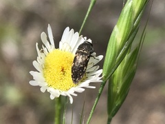 Acmaeodera neglecta