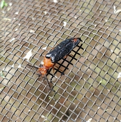 Zarhipis integripennis