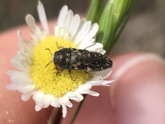 Acmaeodera neglecta