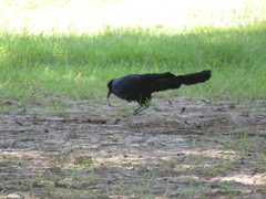 Quiscalus mexicanus
