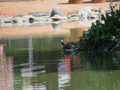 Trachemys scripta elegans
