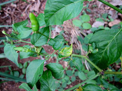 Capsicum frutescens