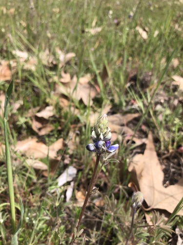iNaturalist observation photo of lupines