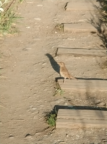 Luscinia luscinia