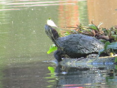 Trachemys scripta elegans