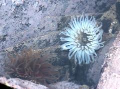 Anthopleura michaelseni