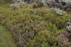 Cynanchum natalitium