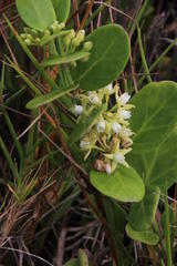 Cynanchum natalitium