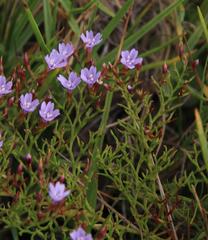 Limonium scabrum scabrum