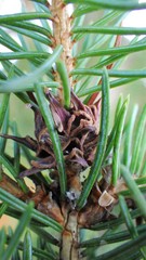 Adelges lariciatus