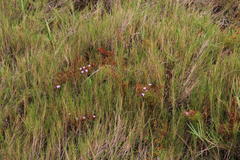 Limonium scabrum scabrum