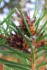 Adelges lariciatus