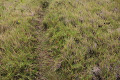 Limonium scabrum scabrum