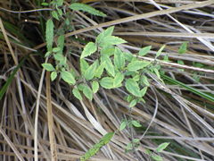 Urtica perconfusa