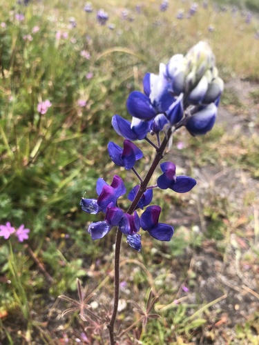 iNaturalist observation photo of lupines