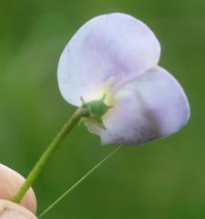 Vigna unguiculata