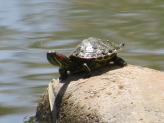 Trachemys scripta elegans