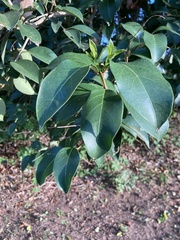 Ligustrum lucidum