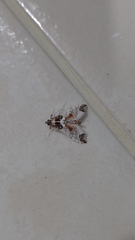 Neoleucinodes