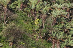Dracaena aletriformis