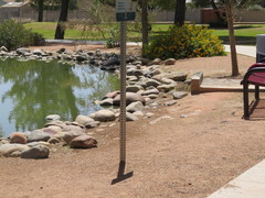 Trachemys scripta elegans