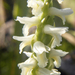 Great Plains Ladies' Tresses - Photo (c) Frank Mayfield, some rights reserved (CC BY-SA)