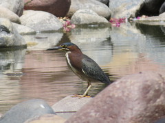 Butorides virescens