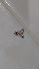 Neoleucinodes