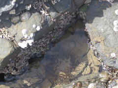 Anthopleura michaelseni