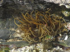 Anthopleura michaelseni