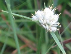Cyperus niveus leucocephalus