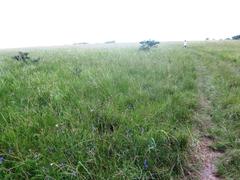 Cyperus niveus leucocephalus