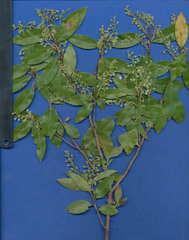 Vaccinium leucanthum