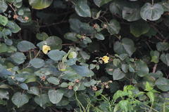 Hibiscus tiliaceus tiliaceus