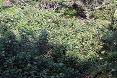 Hibiscus tiliaceus tiliaceus