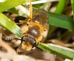 Andrena hippotes