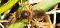 Andrena hippotes