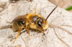 Andrena hippotes