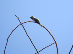 Trochilidae