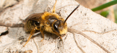 Andrena hippotes