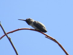 Trochilidae