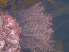 Amphiroa