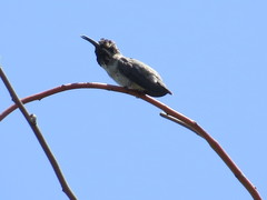 Trochilidae