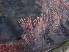 Amphiroa