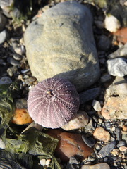 Pseudechinus magellanicus