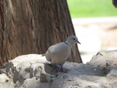 Streptopelia decaocto