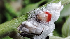 Okiscarta uchidae