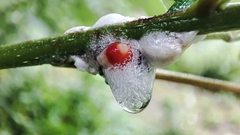 Okiscarta uchidae